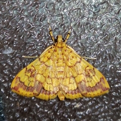 Portentomorpha