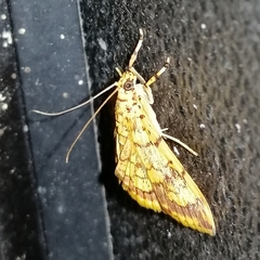 Portentomorpha