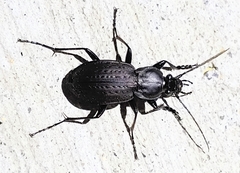 Carabus vinctus
