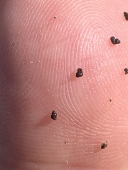 Ipnobius robustus