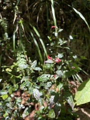 Ruellia coccinea