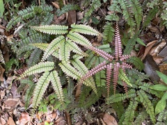 Adiantum pyramidale