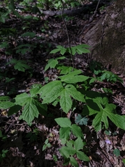 Hydrastis canadensis