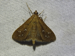 Diastictis