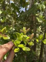 Mouriri helleri