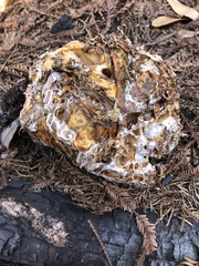 Daleomyces phillipsii