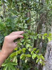 Mouriri helleri