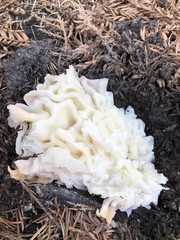 Daleomyces phillipsii