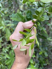 Mouriri helleri