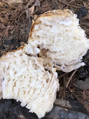 Daleomyces phillipsii