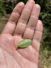 Mouriri helleri