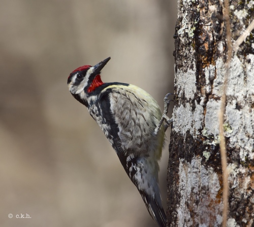 Yellow-bellied Sapsucker (Northwestern Indiana Birds) · iNaturalist