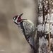 Yellow-bellied Sapsucker - Photo (c) Craig K. Hunt, some rights reserved (CC BY-NC-ND), uploaded by Craig K. Hunt