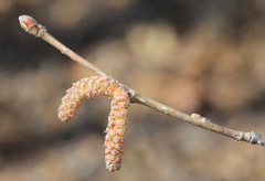 Corylus sieboldiana mandshurica