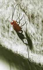 Cenocoeliinae
