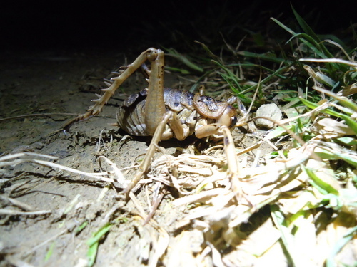 Cook Strait Giant Weta photo 3