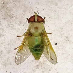 Chlorotabanus
