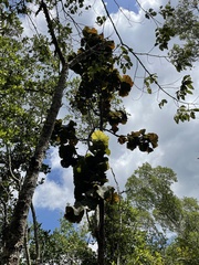 Coccoloba pubescens