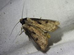 Agrotis malefida