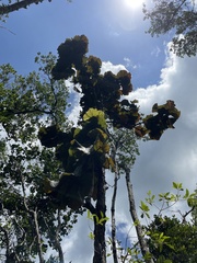 Coccoloba pubescens