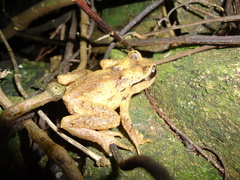 Hamilton's Frog photo 3