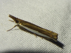 Crambus quinquareatus