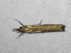 Crambus quinquareatus