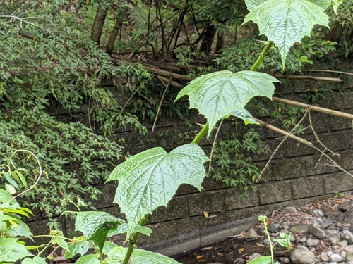 Rubus lambertianus iNat (2)