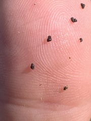 Ipnobius robustus