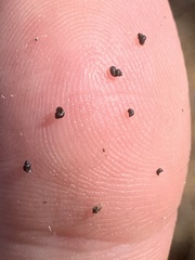 Ipnobius robustus