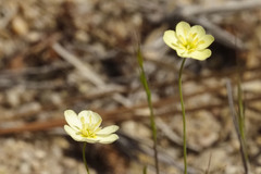 Hesperomecon linearis