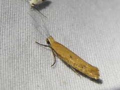 Ypsolopha unicipunctella