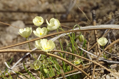 Hesperomecon linearis
