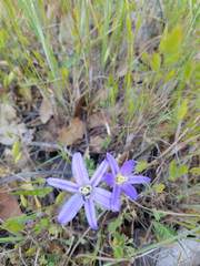 Brodiaea terrestris