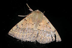 Anthela repleta