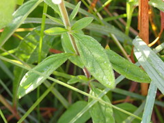 Scutellaria integrifolia image