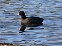 Fulica americana