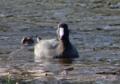 Fulica americana