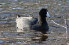Fulica americana