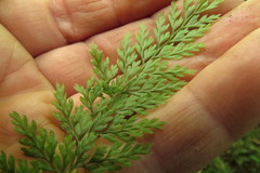 Leptolepia novae-zelandiae