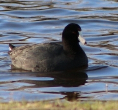 Fulica americana
