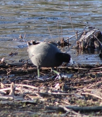 Fulica americana