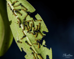 Belenois aurota