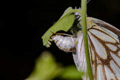 Belenois aurota