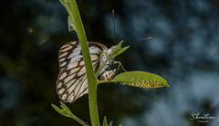 Belenois aurota