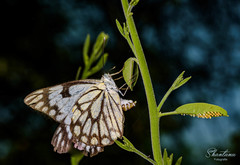 Belenois aurota