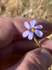 Sisyrinchium funereum