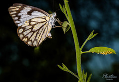 Belenois aurota