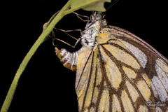Belenois aurota