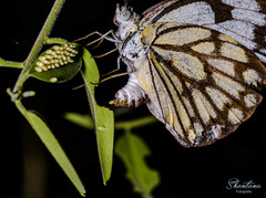 Belenois aurota